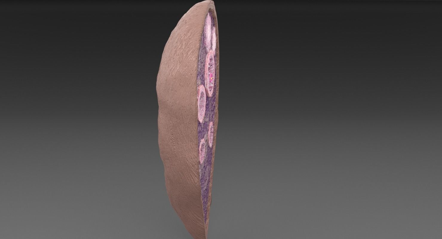 ovary cross section 3D model_23