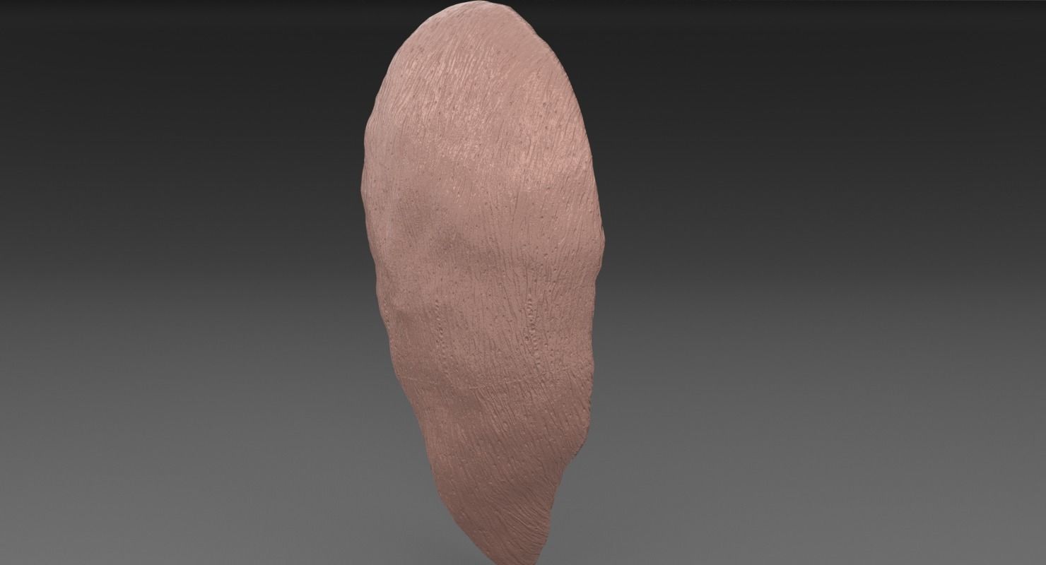 ovary cross section 3D model_29