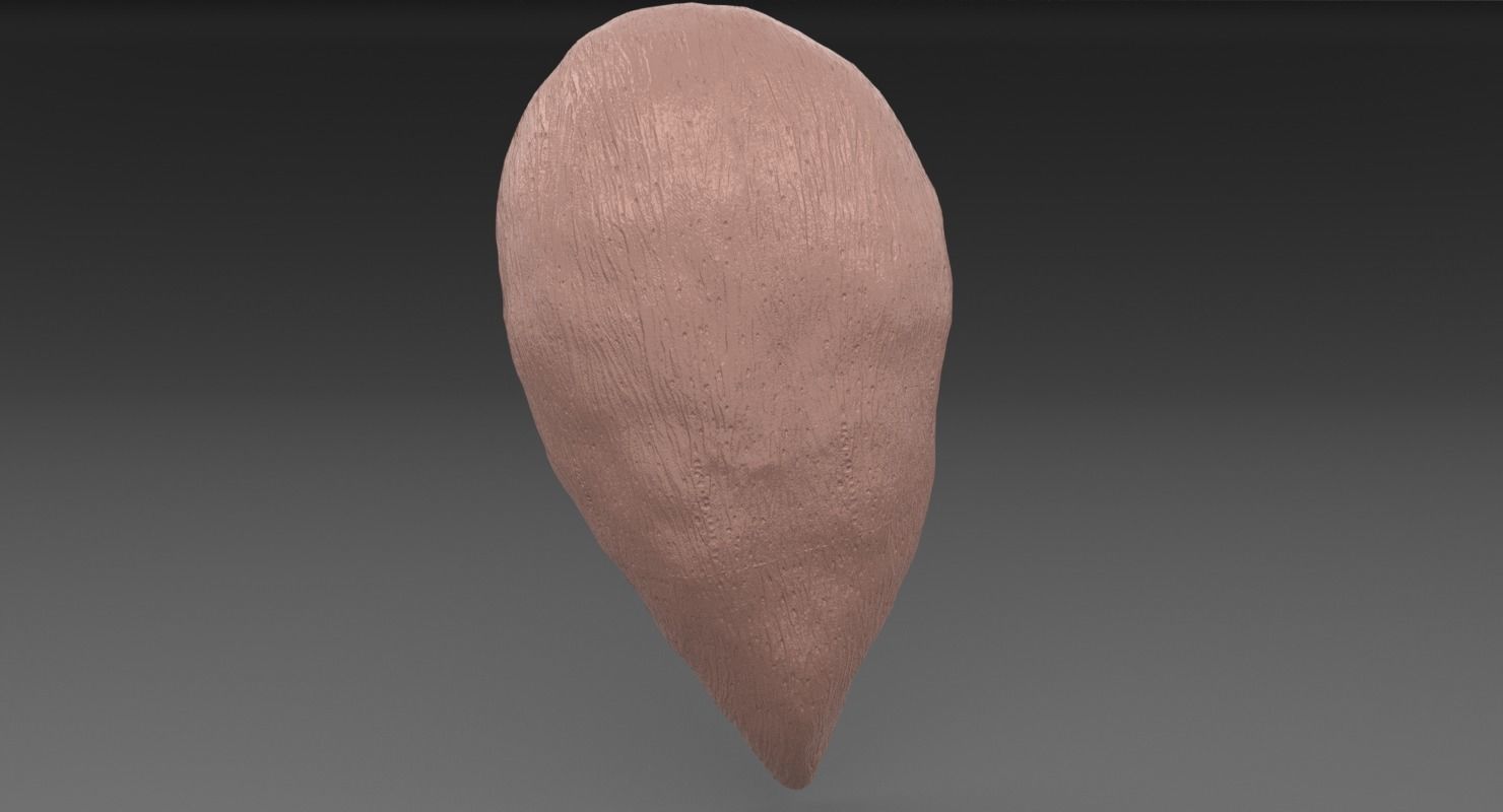 ovary cross section 3D model_37