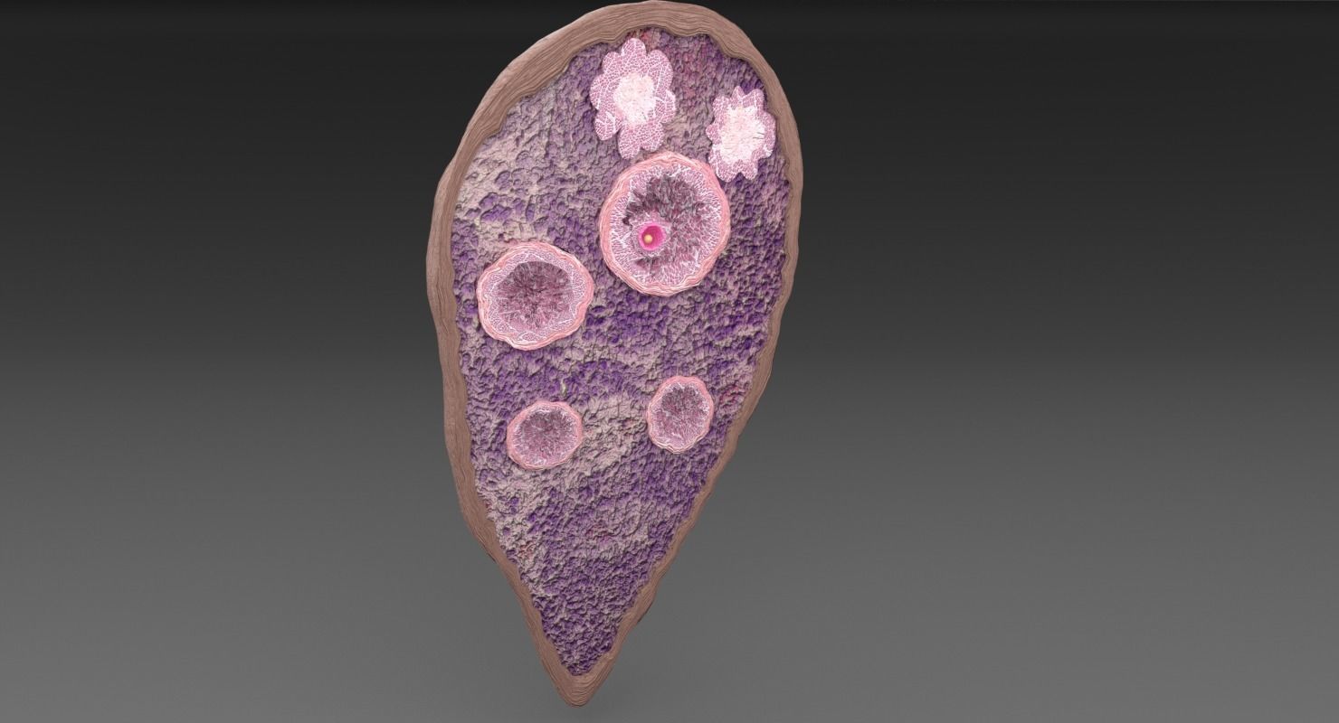 ovary cross section 3D model_20