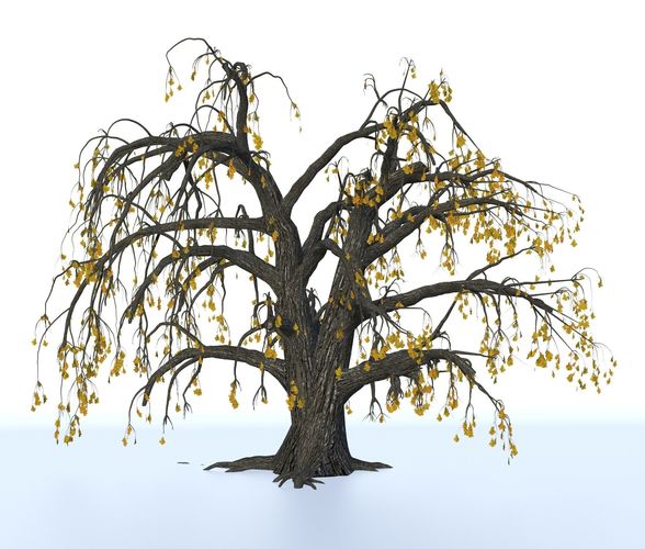 Old oak winter 3D model