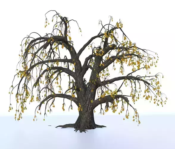 Old oak winter 3D model