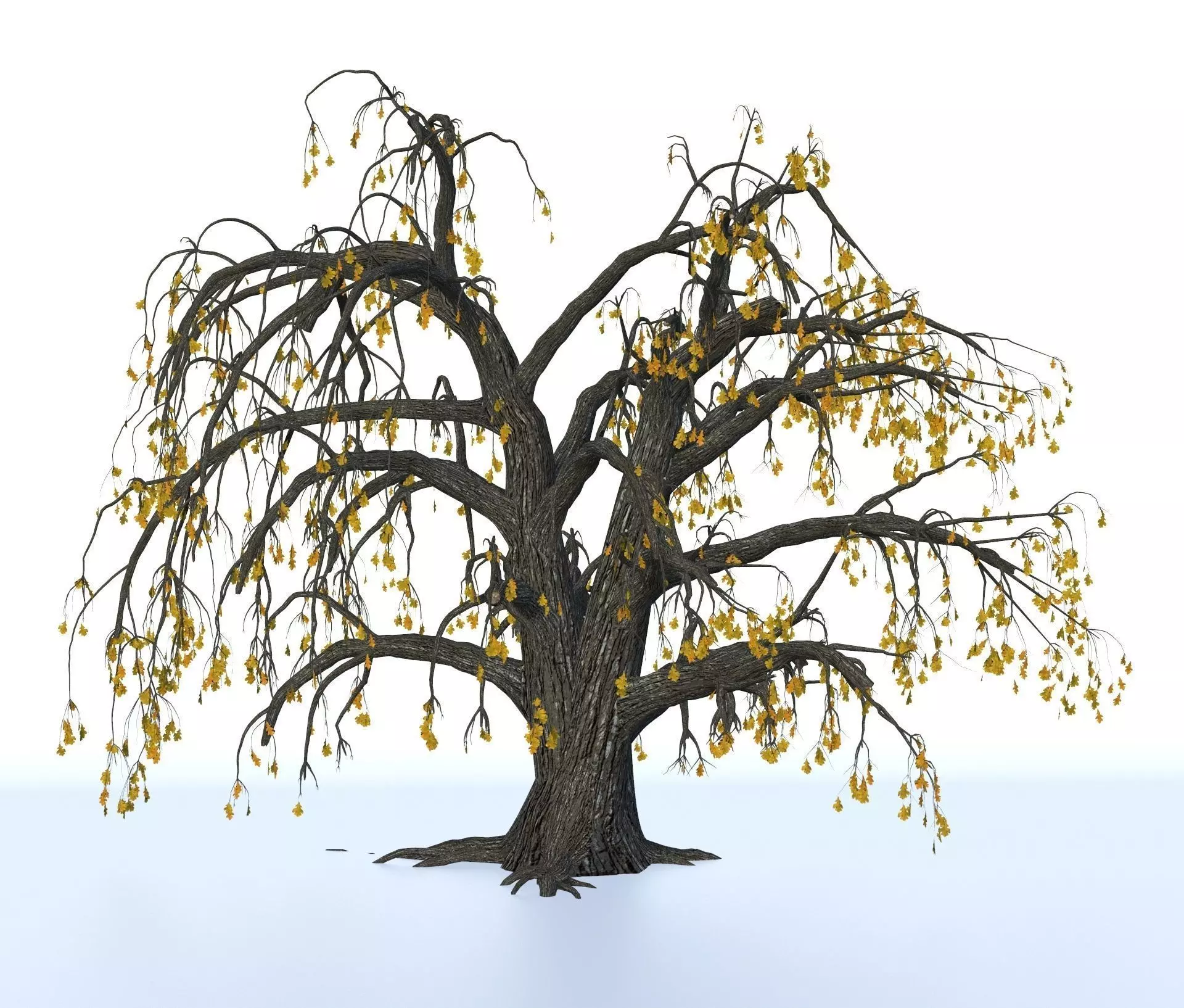 Old oak winter 3D model_0