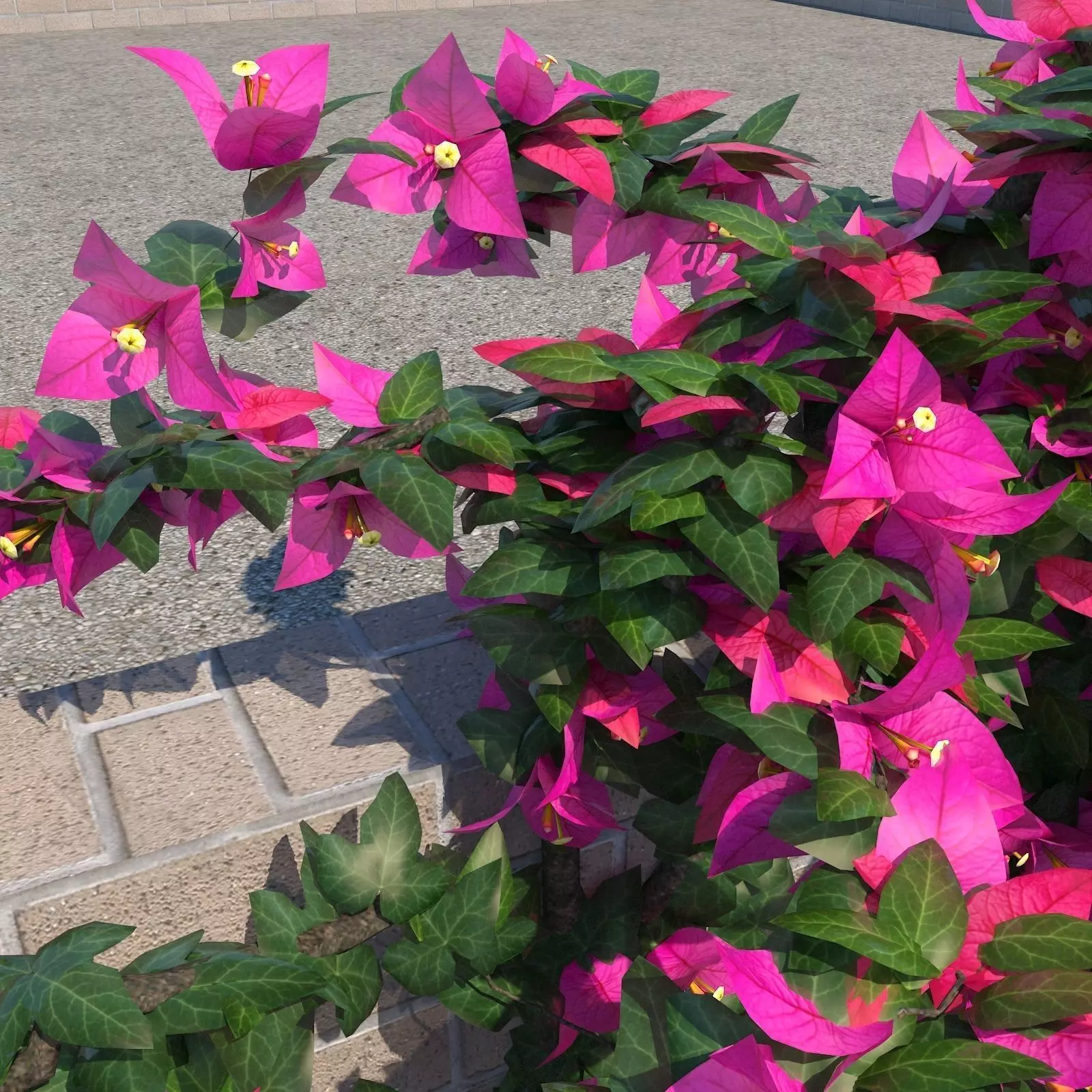 Bougainvillea Glabra 3D model_0
