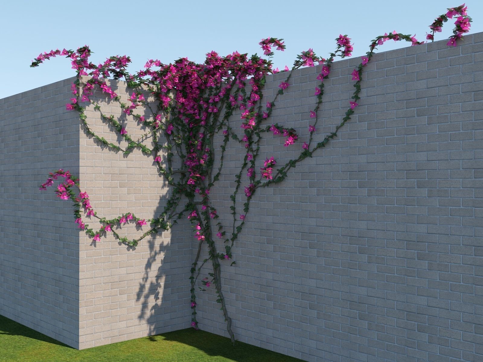 Bougainvillea Glabra 3D model_2
