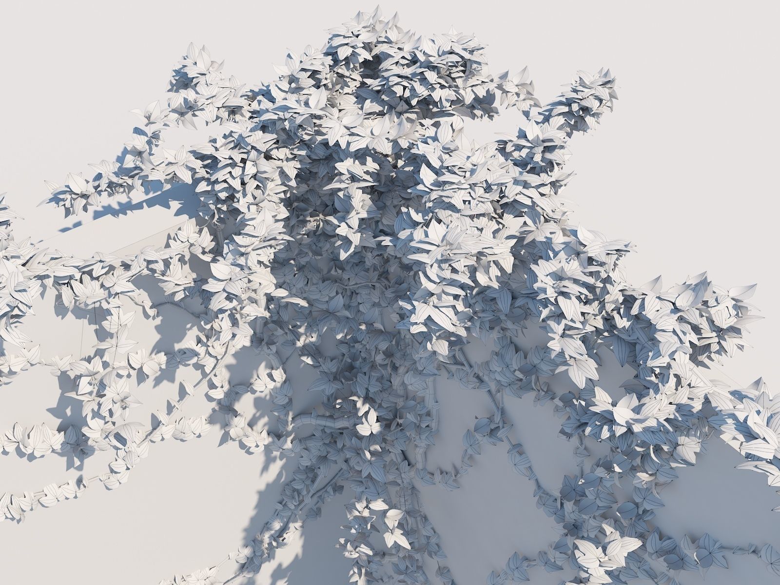 Bougainvillea Glabra 3D model_4