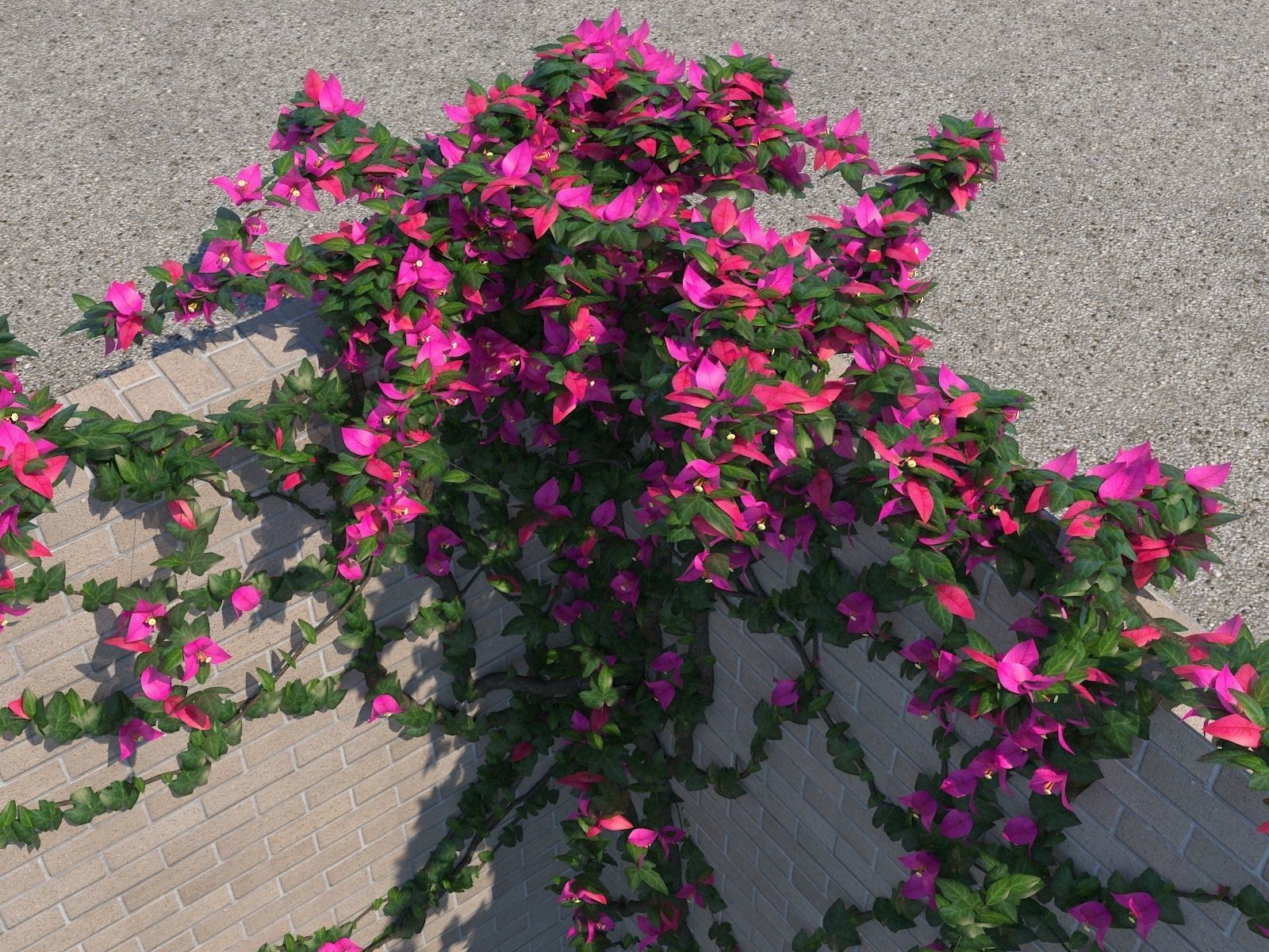 Bougainvillea Glabra 3D model_1