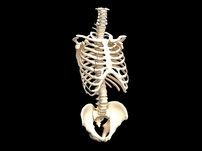bones of the human skeleton 3D model