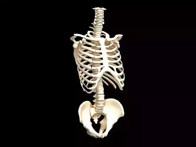 bones of the human skeleton 3D model