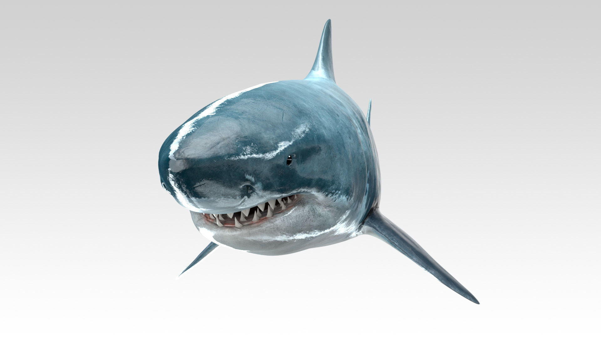 Great White Shark - Octane Support Low-poly 3D model_8