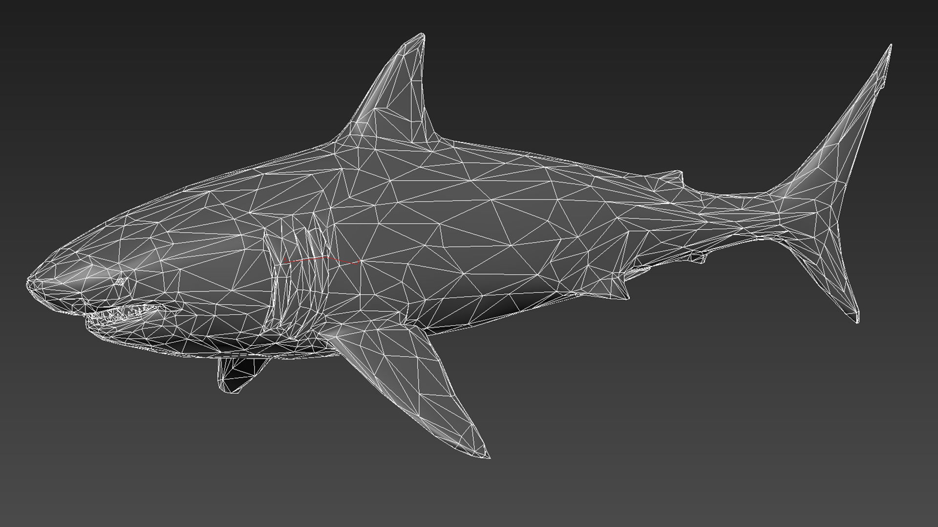 Great White Shark - Octane Support Low-poly 3D model_15