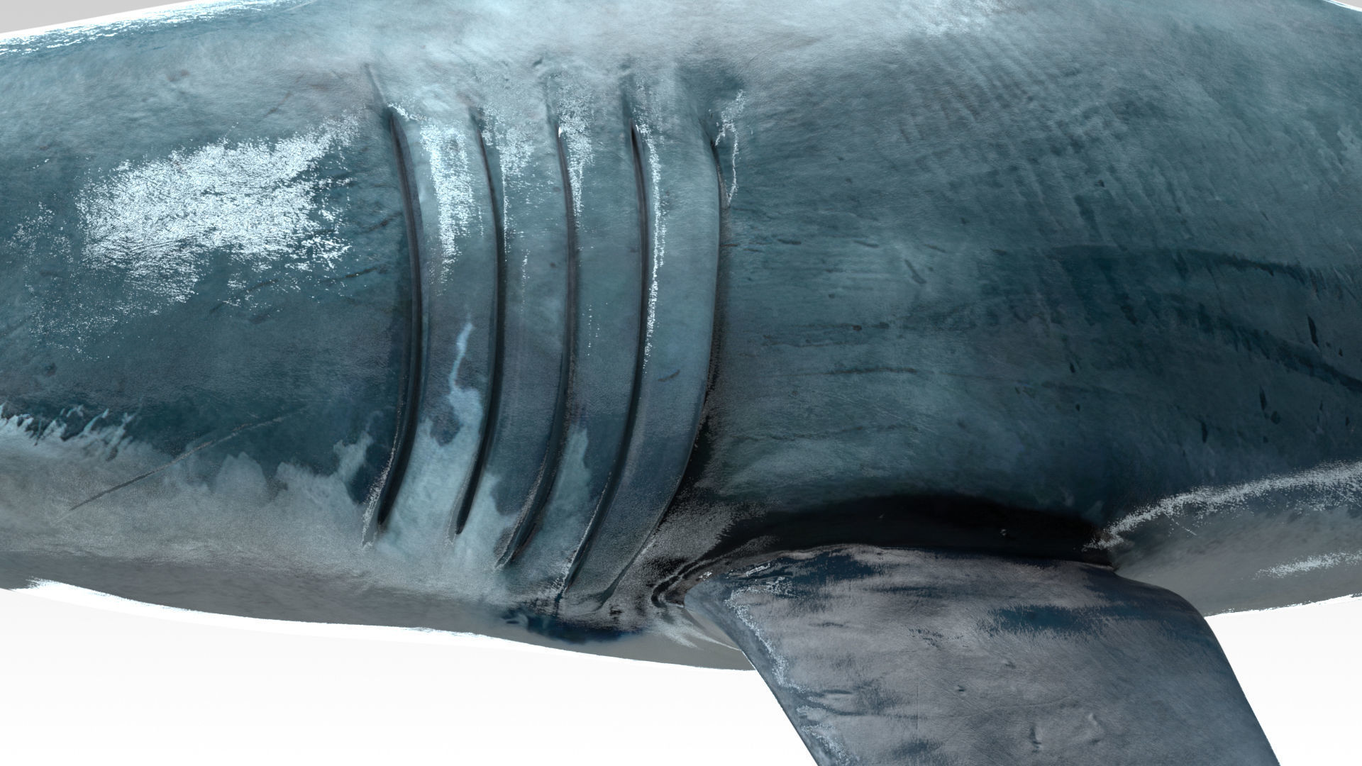 Great White Shark - Octane Support Low-poly 3D model_5