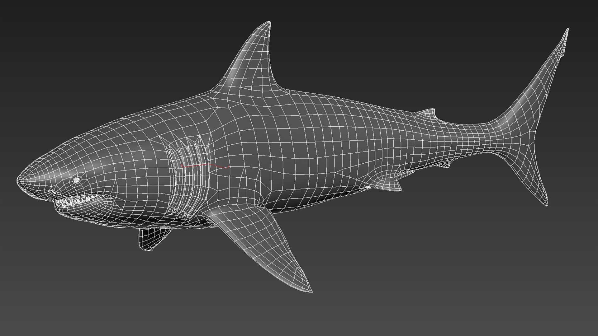 Great White Shark - Octane Support Low-poly 3D model_13