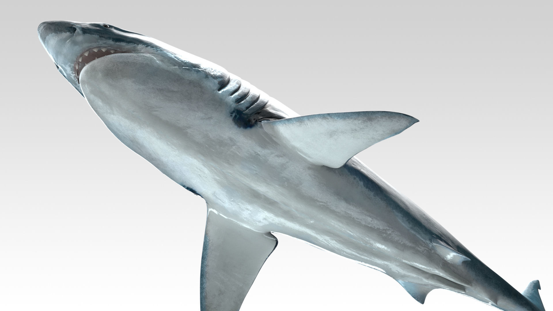 Great White Shark - Octane Support Low-poly 3D model_4