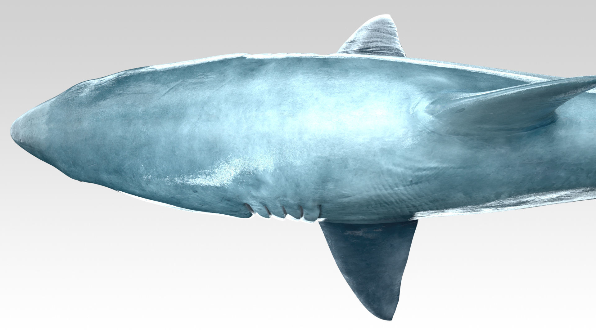 Great White Shark - Octane Support Low-poly 3D model_6