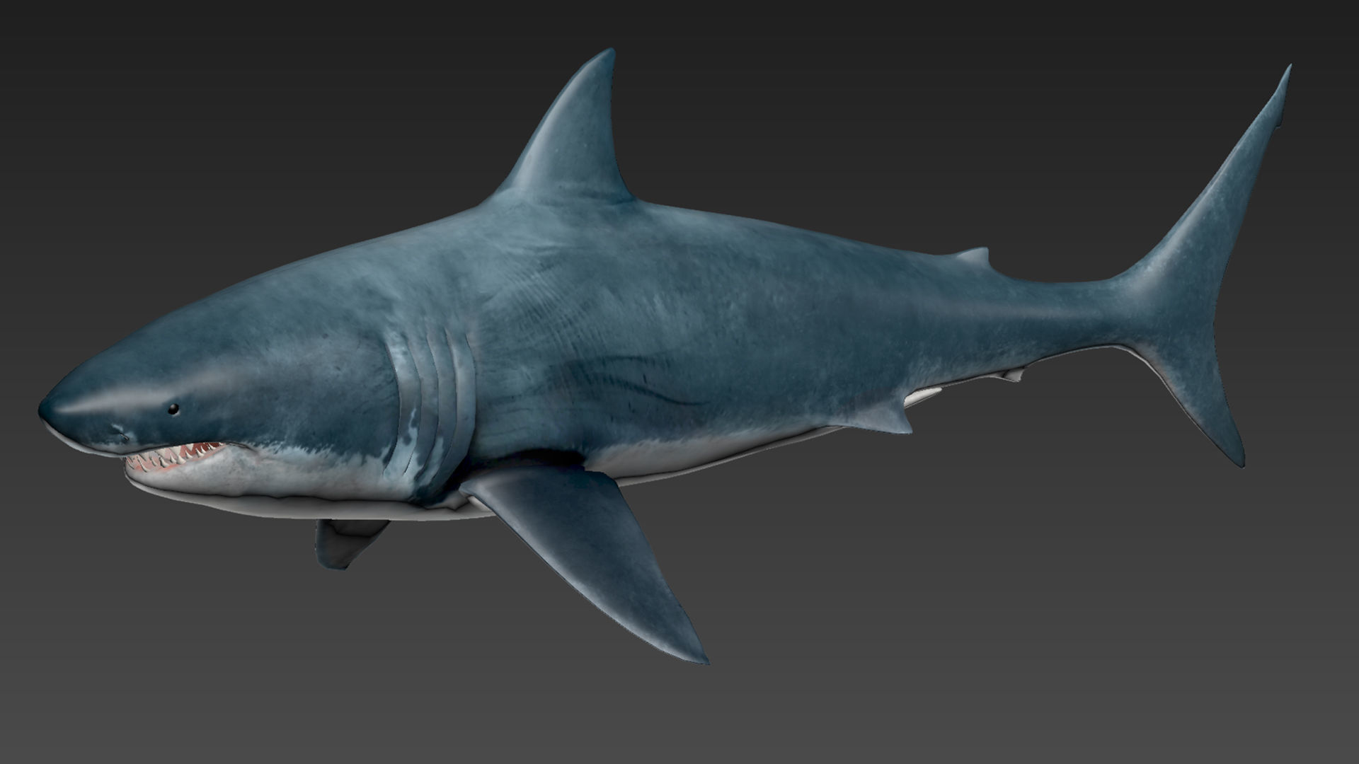 Great White Shark - Octane Support Low-poly 3D model_11