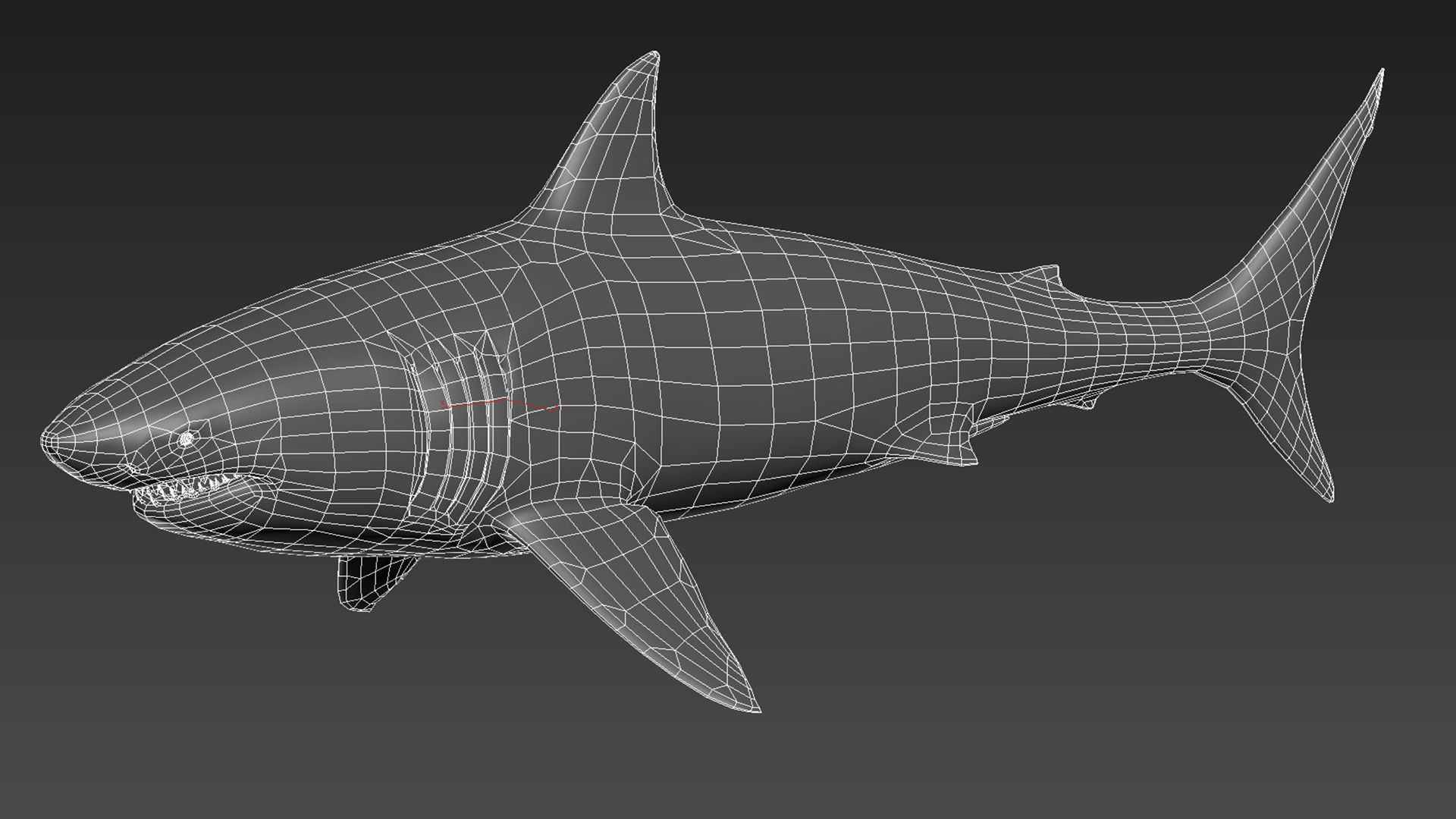 Great White Shark - Octane Support Low-poly 3D model_14