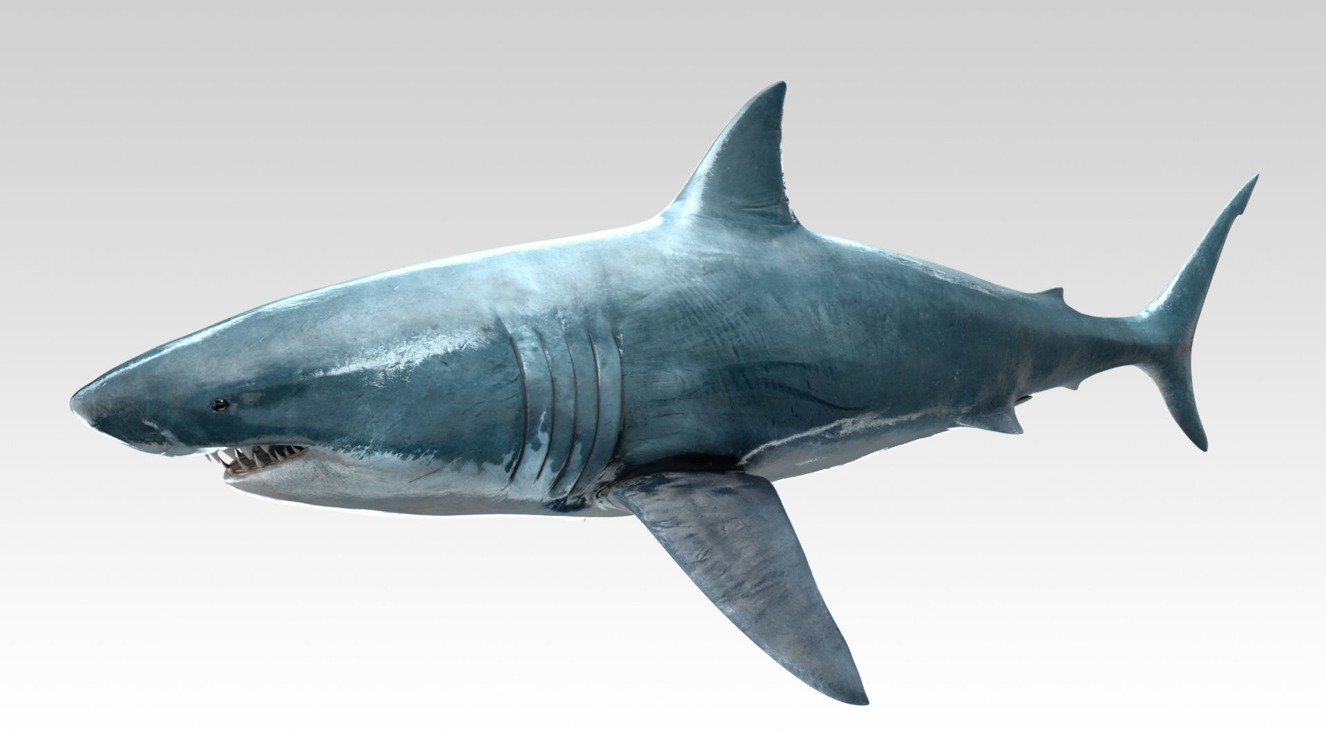 Great White Shark - Octane Support Low-poly 3D model_3