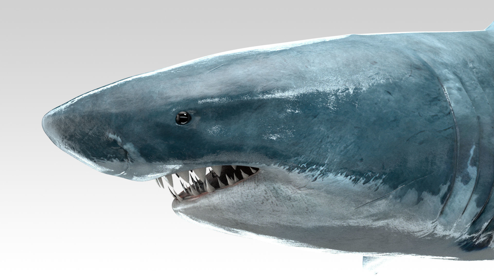 Great White Shark - Octane Support Low-poly 3D model_7
