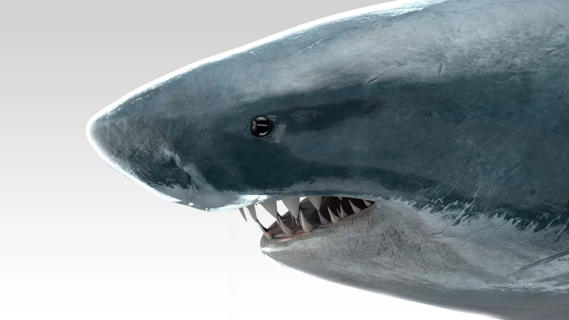 Great White Shark - Octane Support Low-poly 3D model_0