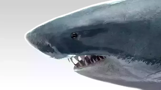 Great White Shark - Octane Support Low-poly 3D model