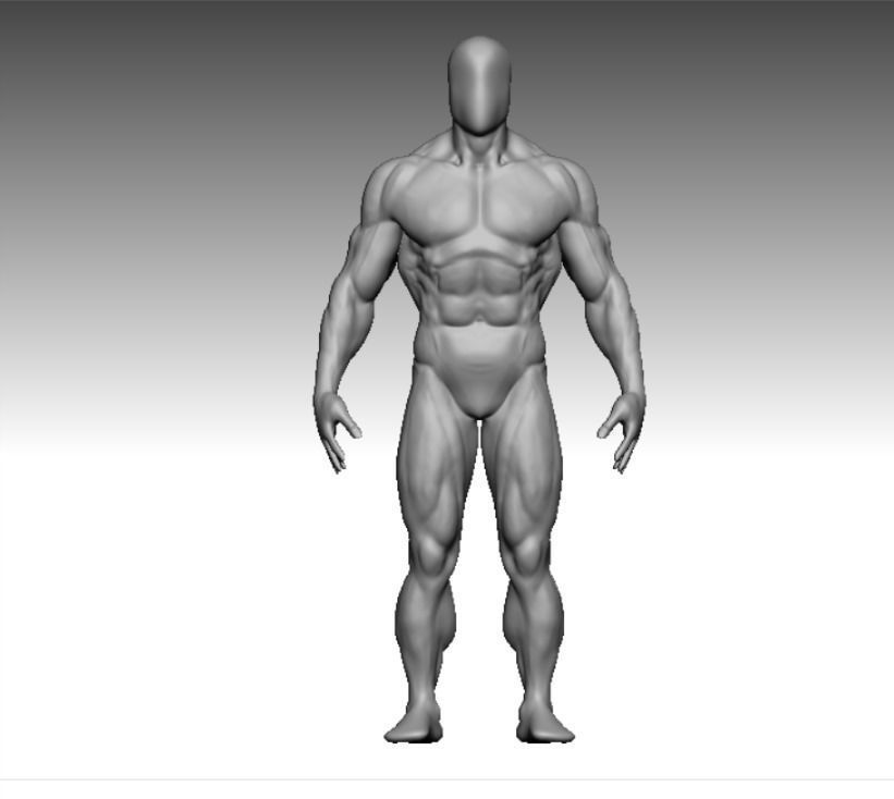 anatomy bodybuilder  Low-poly 3D model_3