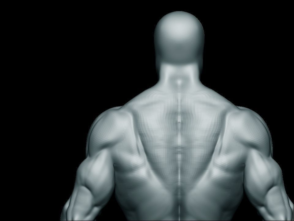 anatomy bodybuilder  Low-poly 3D model_15
