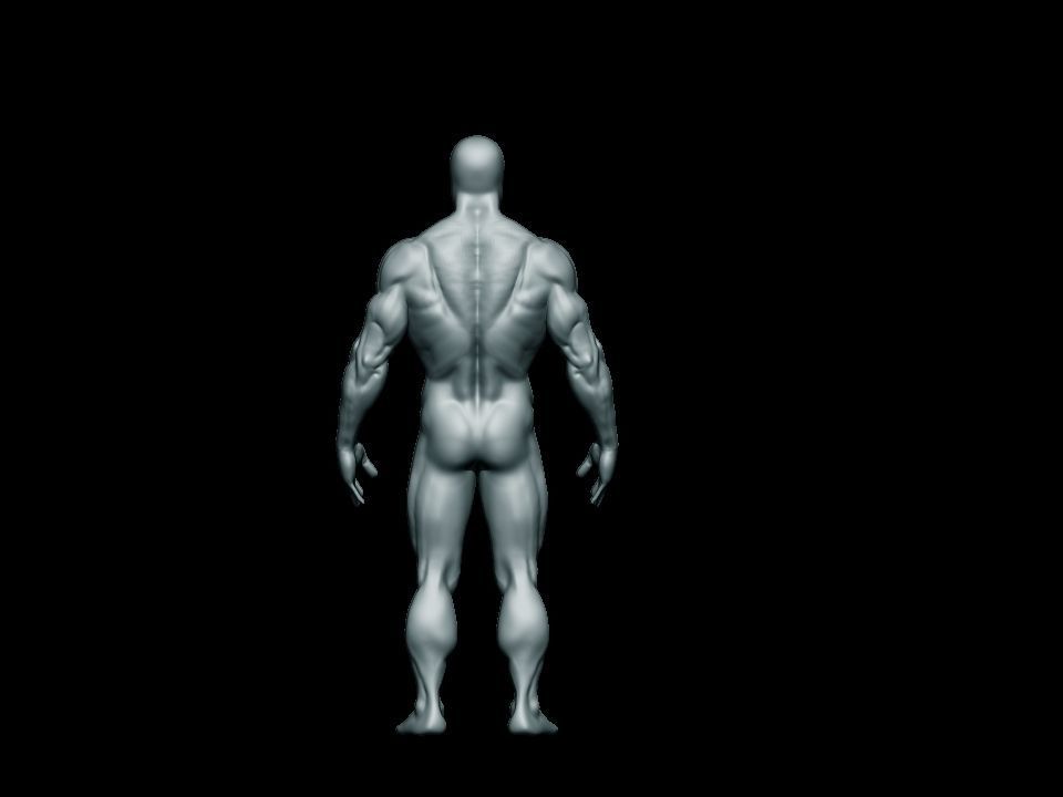anatomy bodybuilder  Low-poly 3D model_10