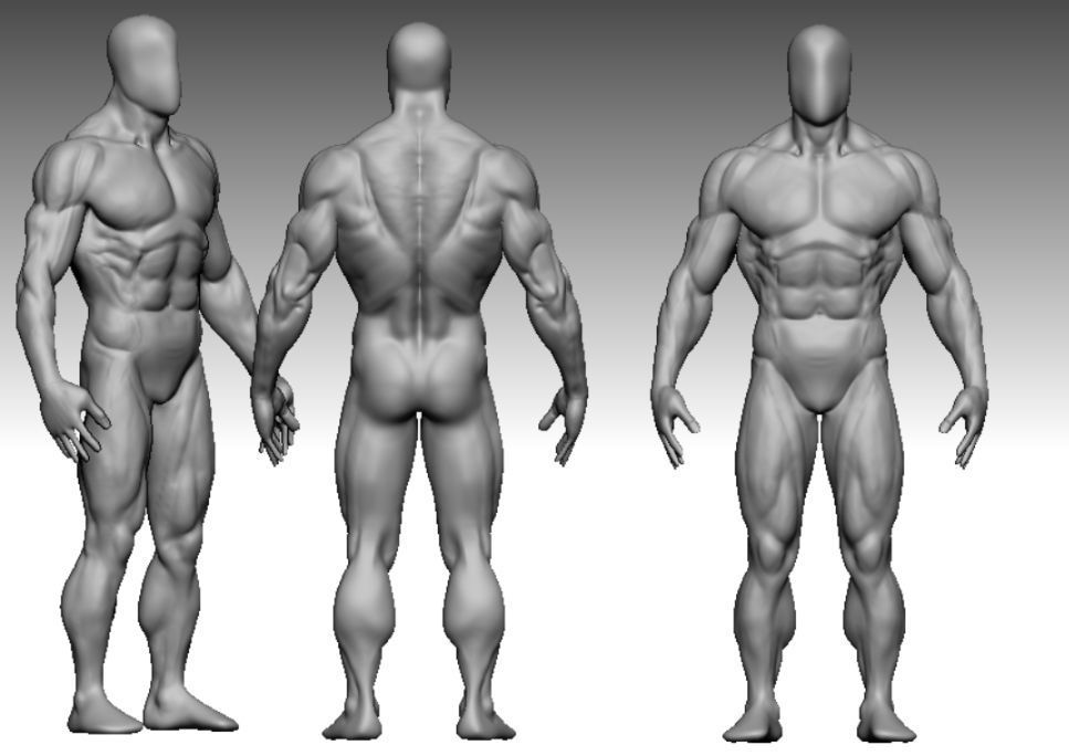 anatomy bodybuilder  Low-poly 3D model_2