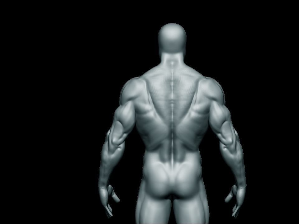 anatomy bodybuilder  Low-poly 3D model_12