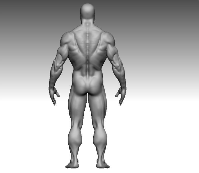anatomy bodybuilder  Low-poly 3D model_6