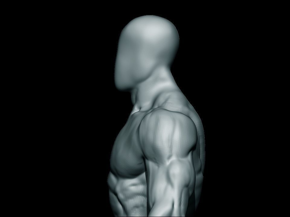 anatomy bodybuilder  Low-poly 3D model_14