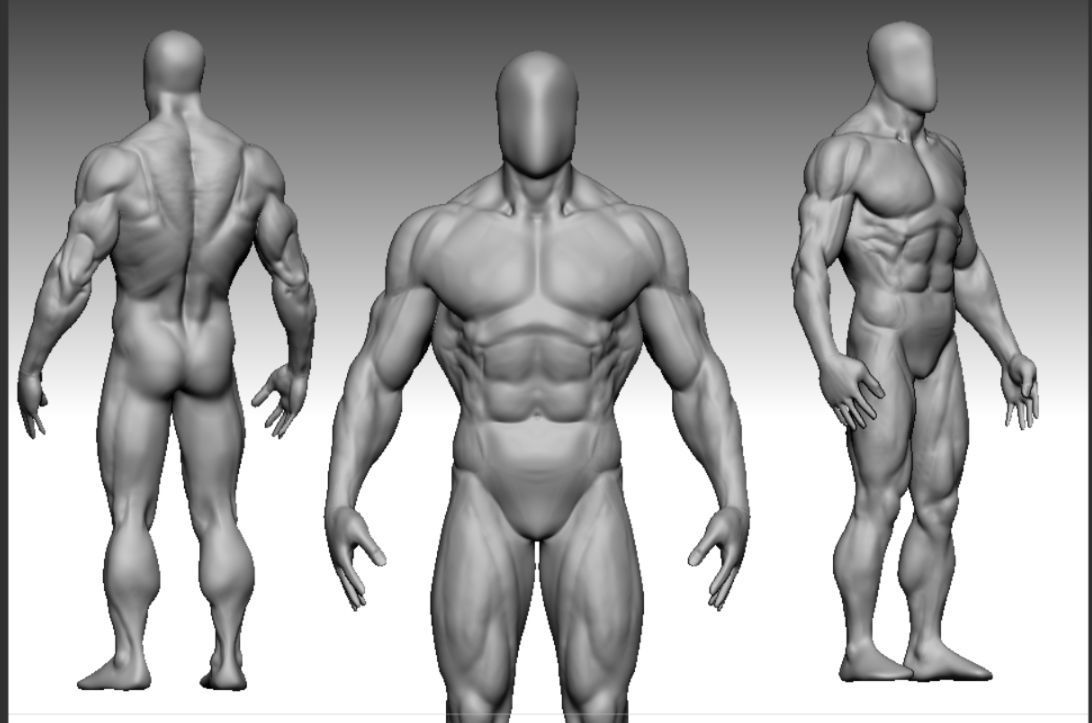 anatomy bodybuilder  Low-poly 3D model_5