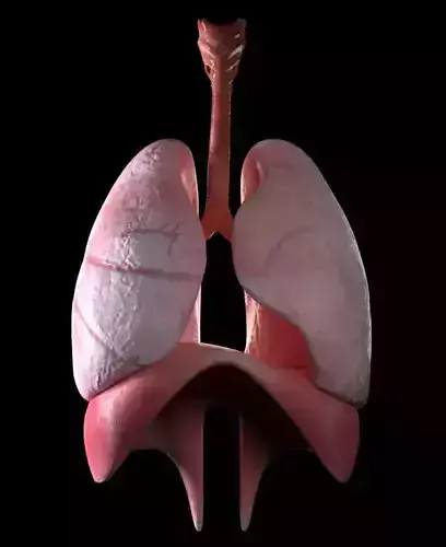 lungs