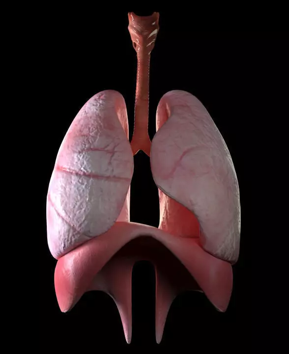 lungs 3D model_0