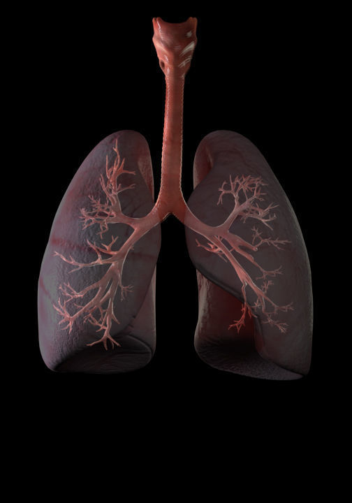 lungs 3D model_1