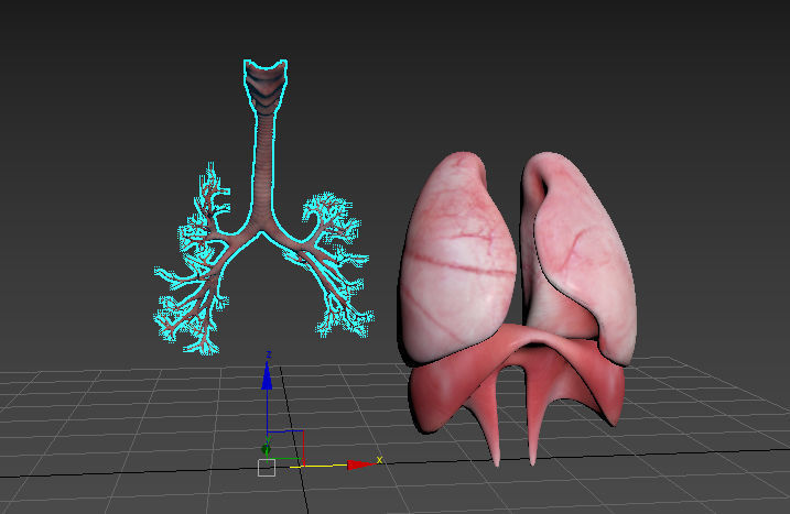 lungs 3D model_3