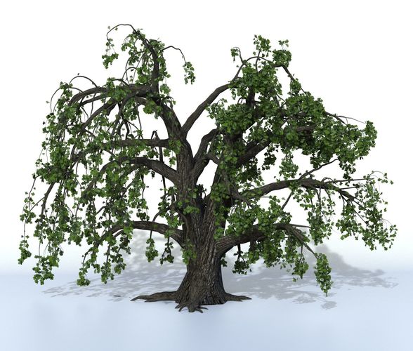 Old oak summer 3D model