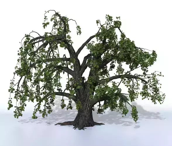 Old oak summer 3D model
