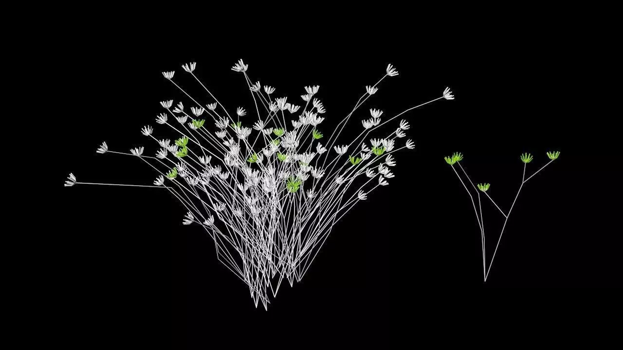 plant grasses Free 3D model