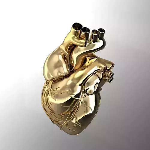 human heart