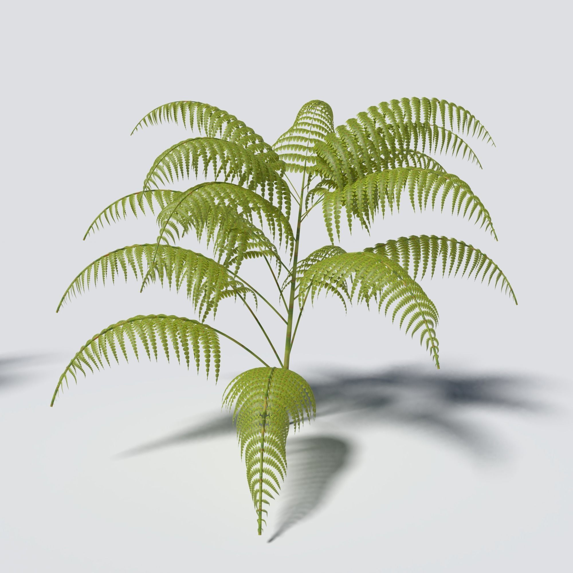 Fern Pack 3D model_8