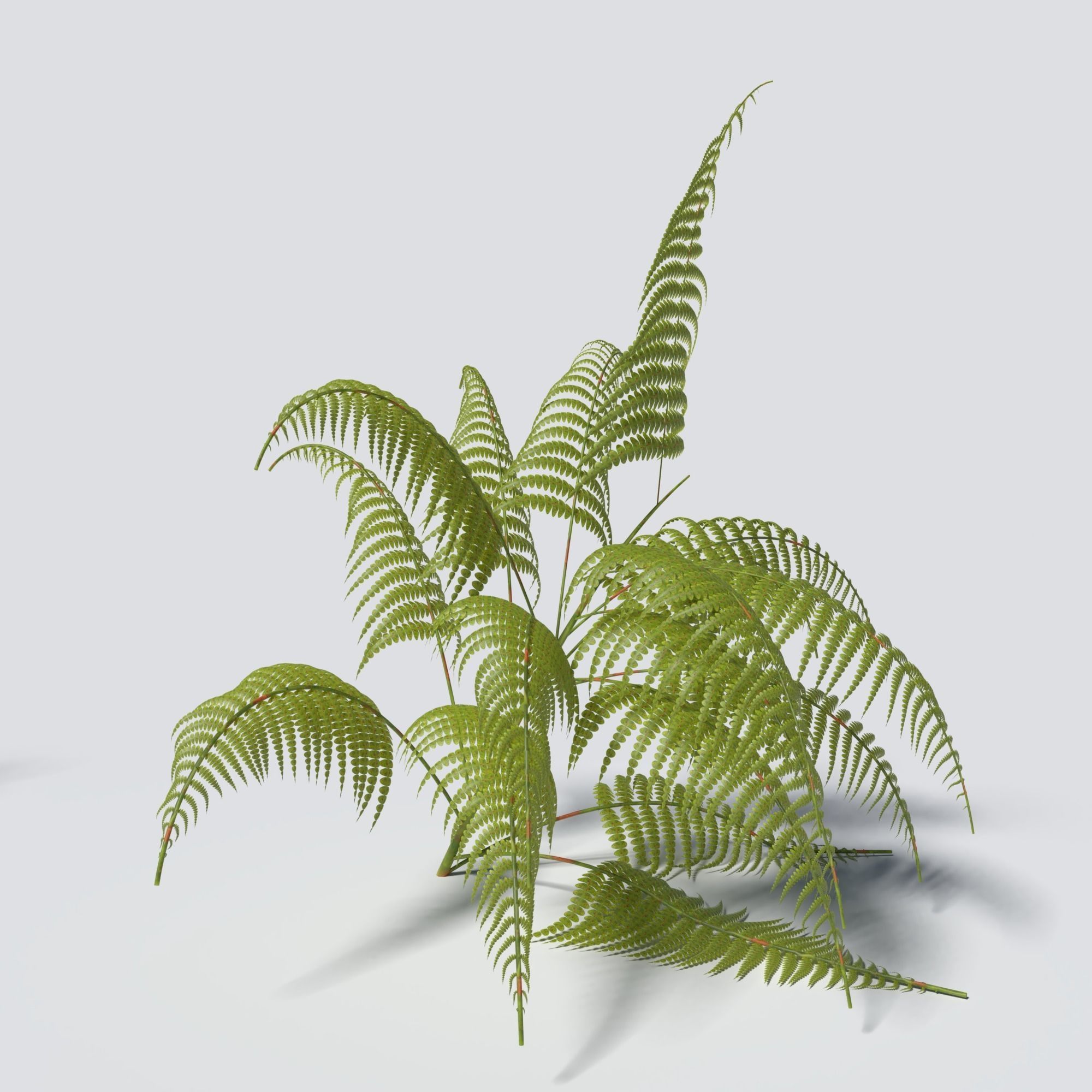Fern Pack 3D model_5