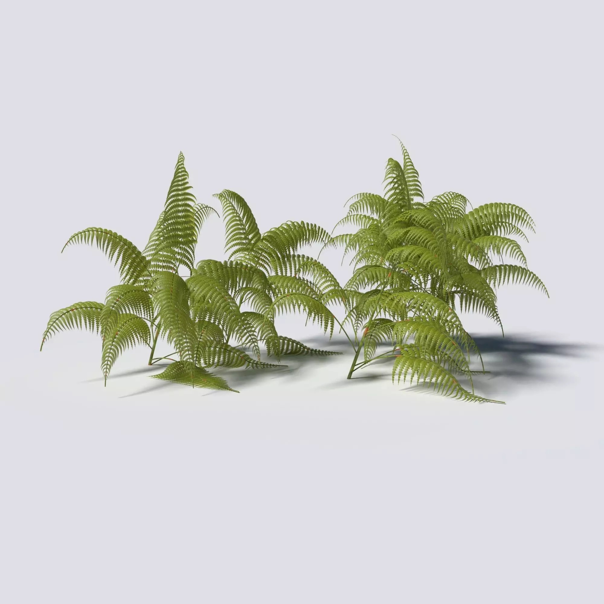 Fern Pack 3D model_0