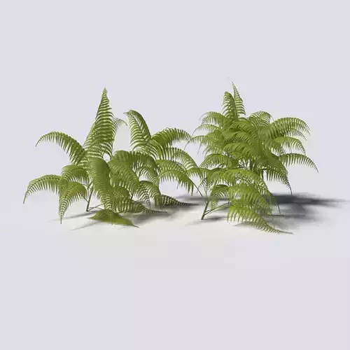 Fern Pack