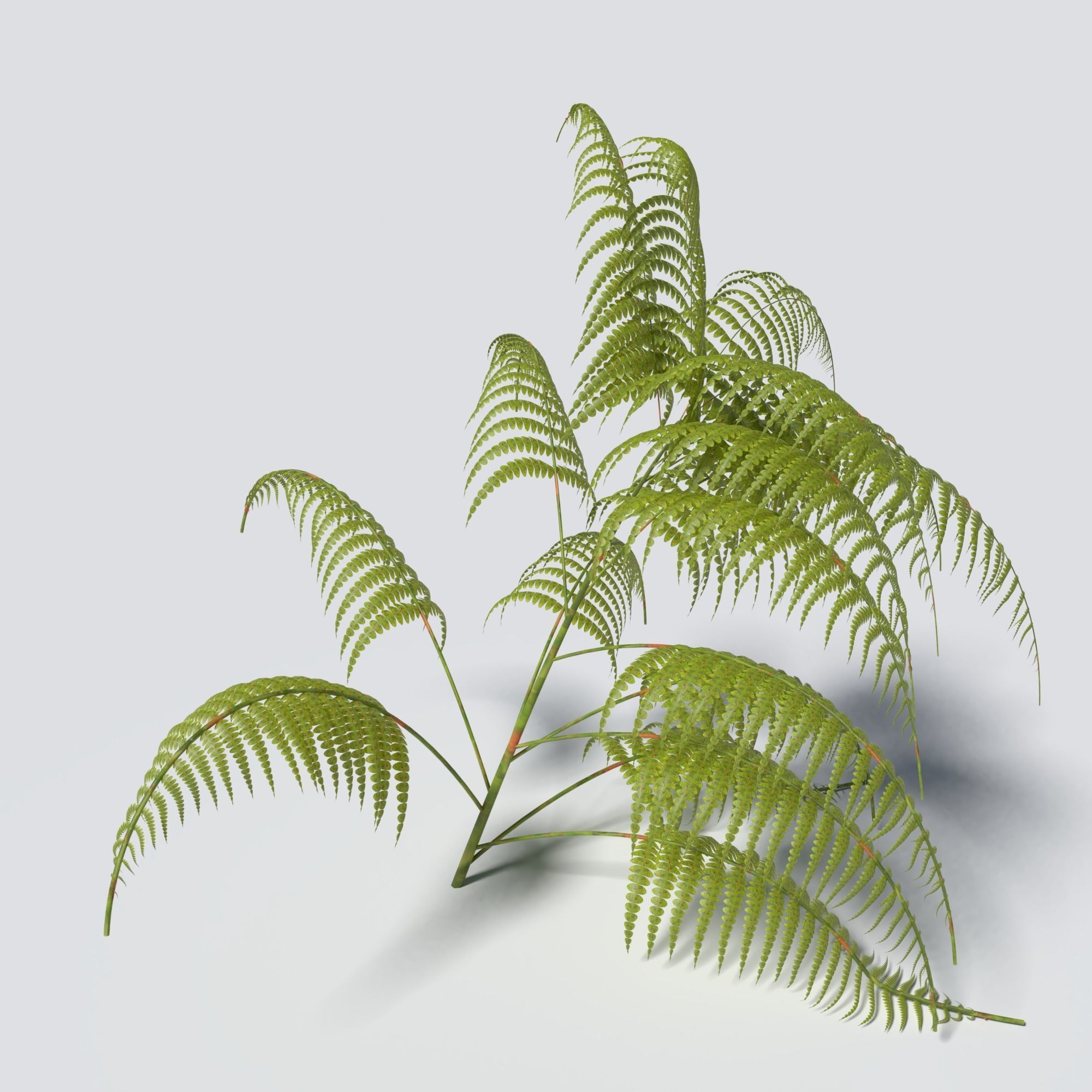 Fern Pack 3D model_4
