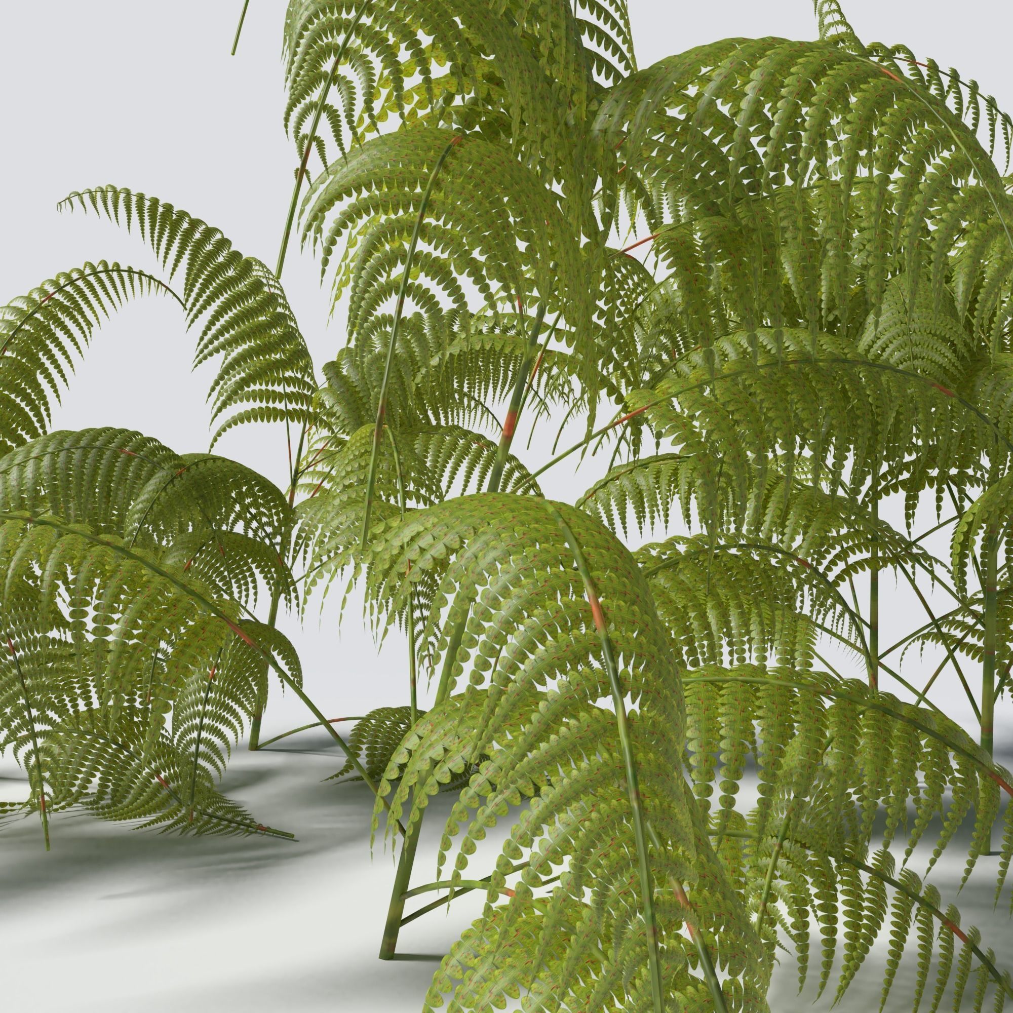 Fern Pack 3D model_2
