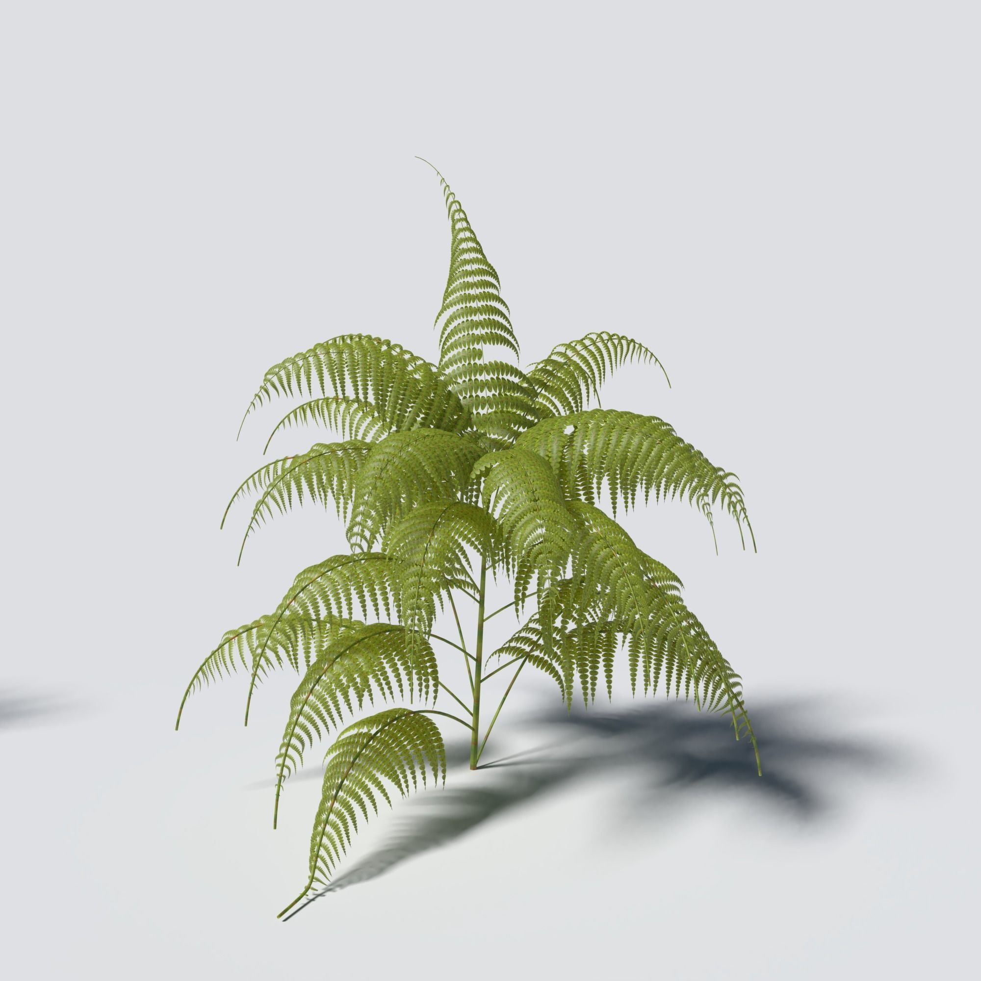 Fern Pack 3D model_7