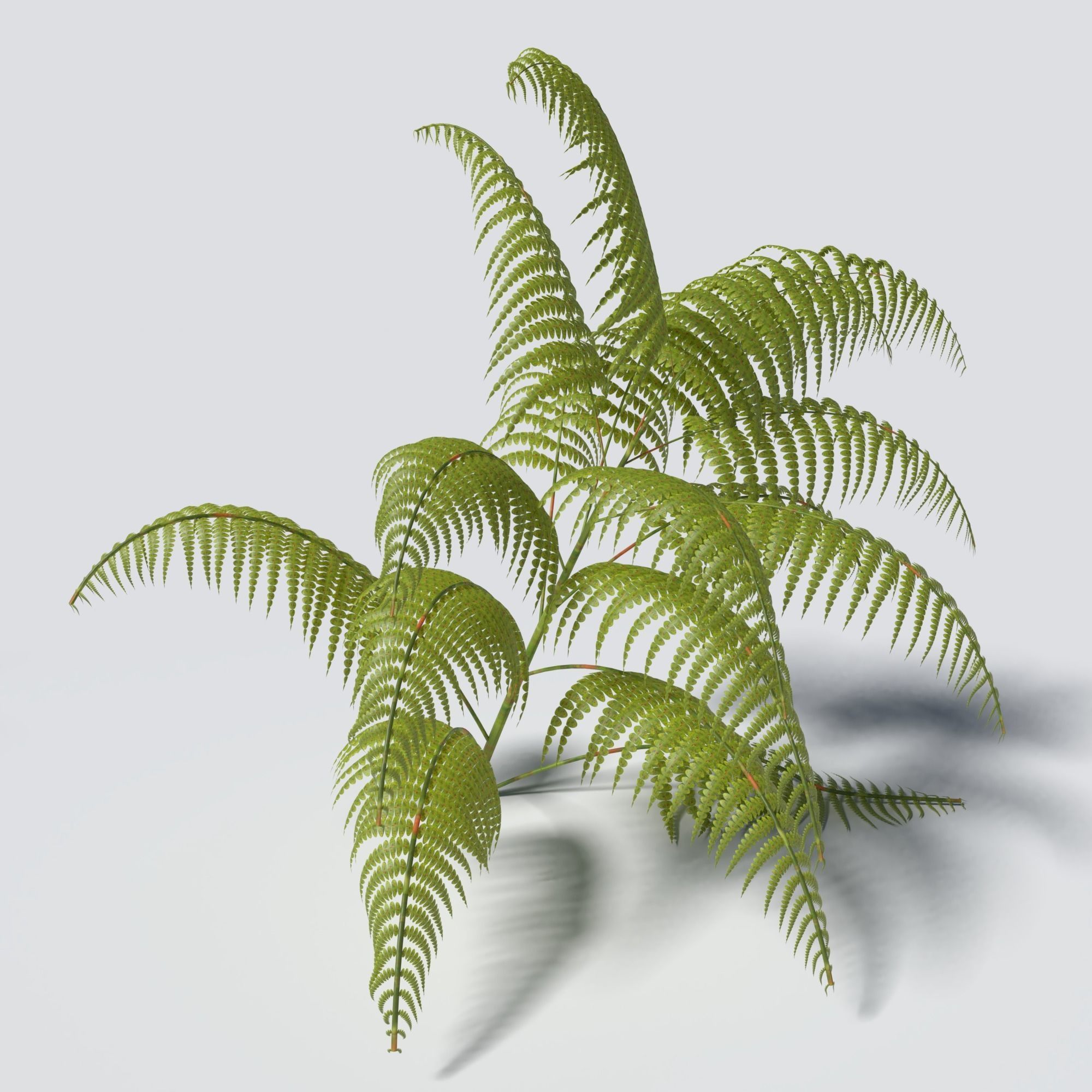 Fern Pack 3D model_6