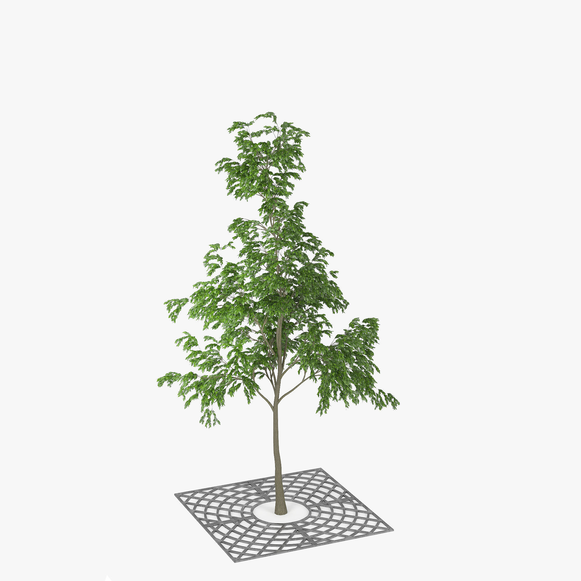 Street Tree 01 3D model_9